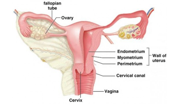 Parto con varicosity di labbra vulvar