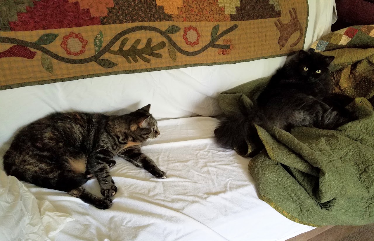 With Hook and Needle Cats and Wool