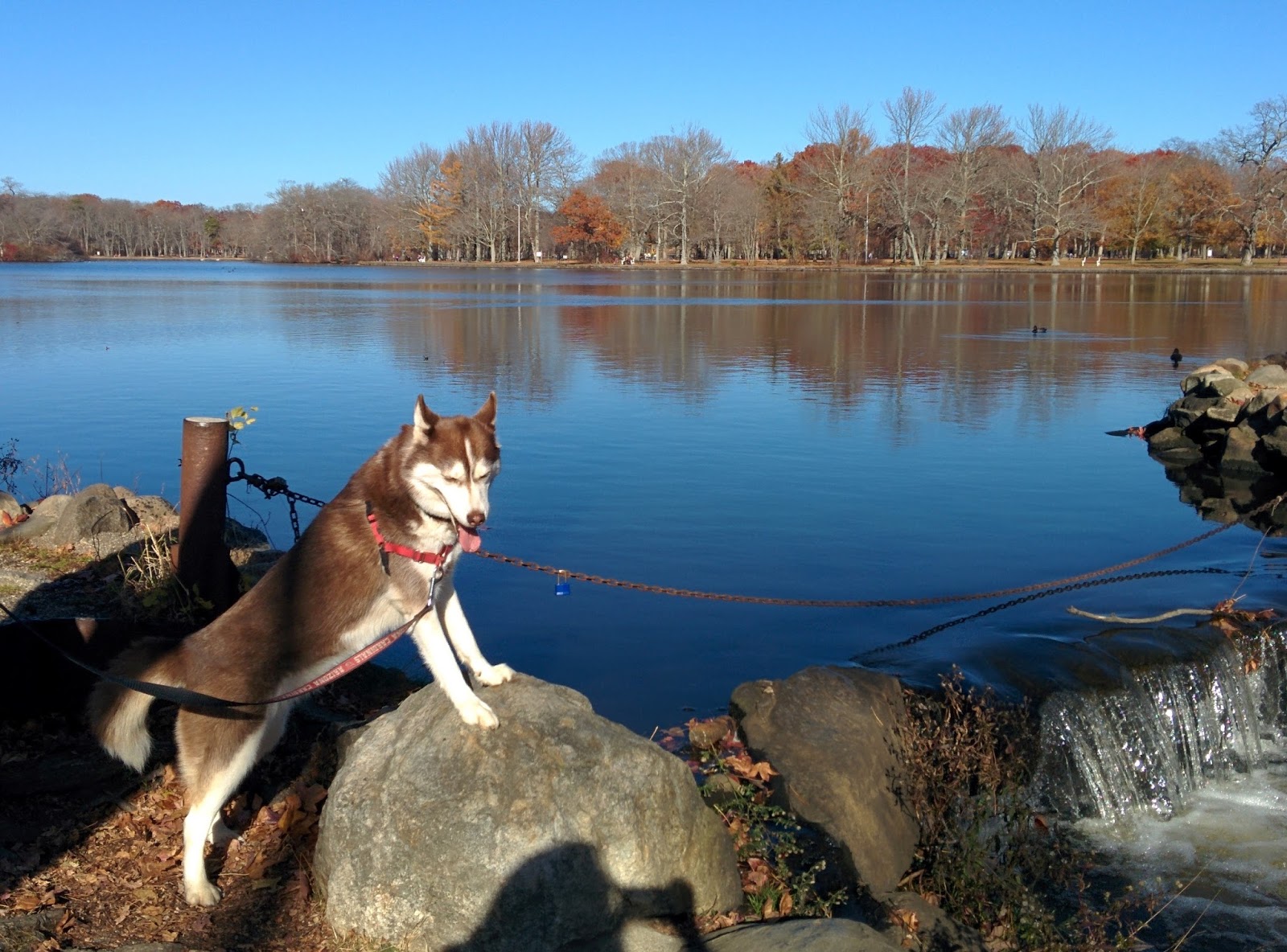 Suffolk County Parks Dog Friendly Suffolk County Parks Dog Friendly