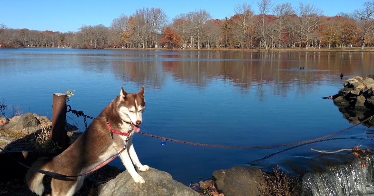 Dog Friendly Beaches Nassau County Long Island Dog Friendly Beaches Nassau County Long Island