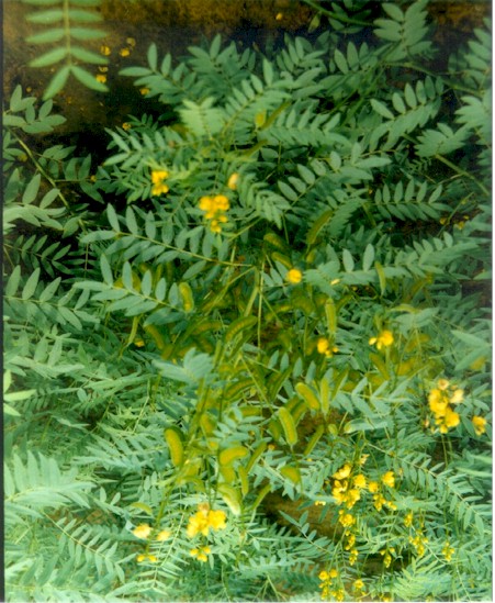 senna leaf senna leaf