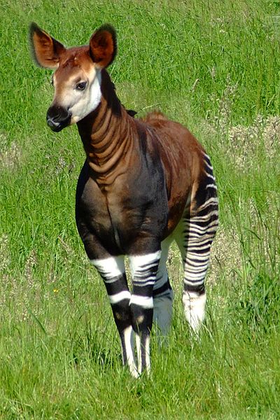 entusiastisk sammenhængende at straffe Okapi: Half Giraffe, Half Zebra