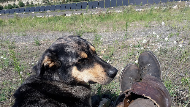 Wanderschäferin Dezember 2017