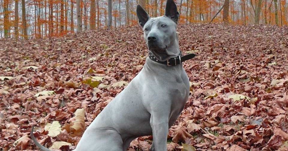 East Coast Thai Ridgebacks 2025