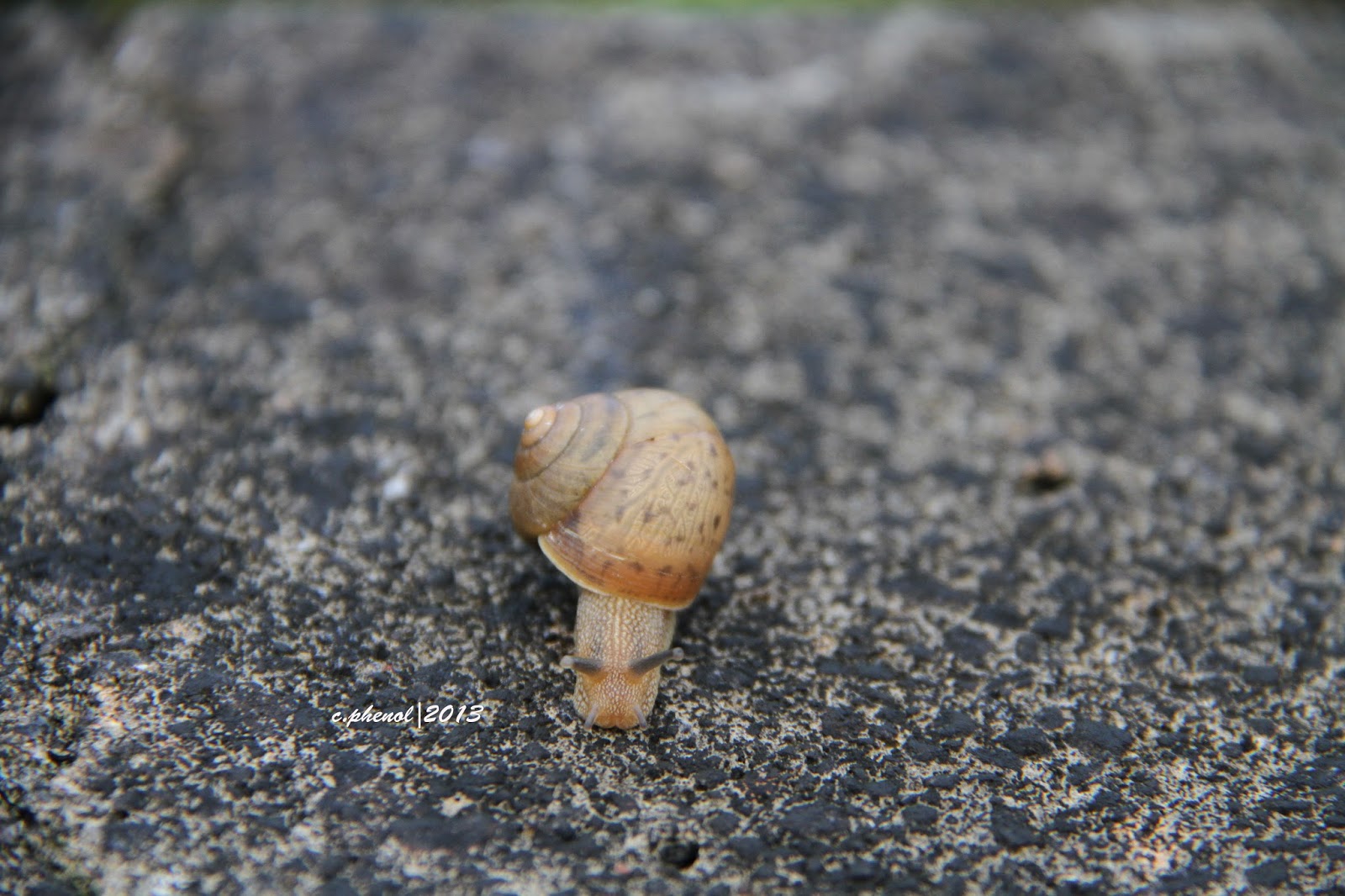Down to earth Okinawan cute snails