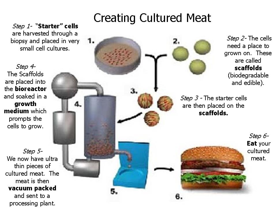 THE HUMAN INFLUENCE: Cultured Meat: Think of the Possibilities