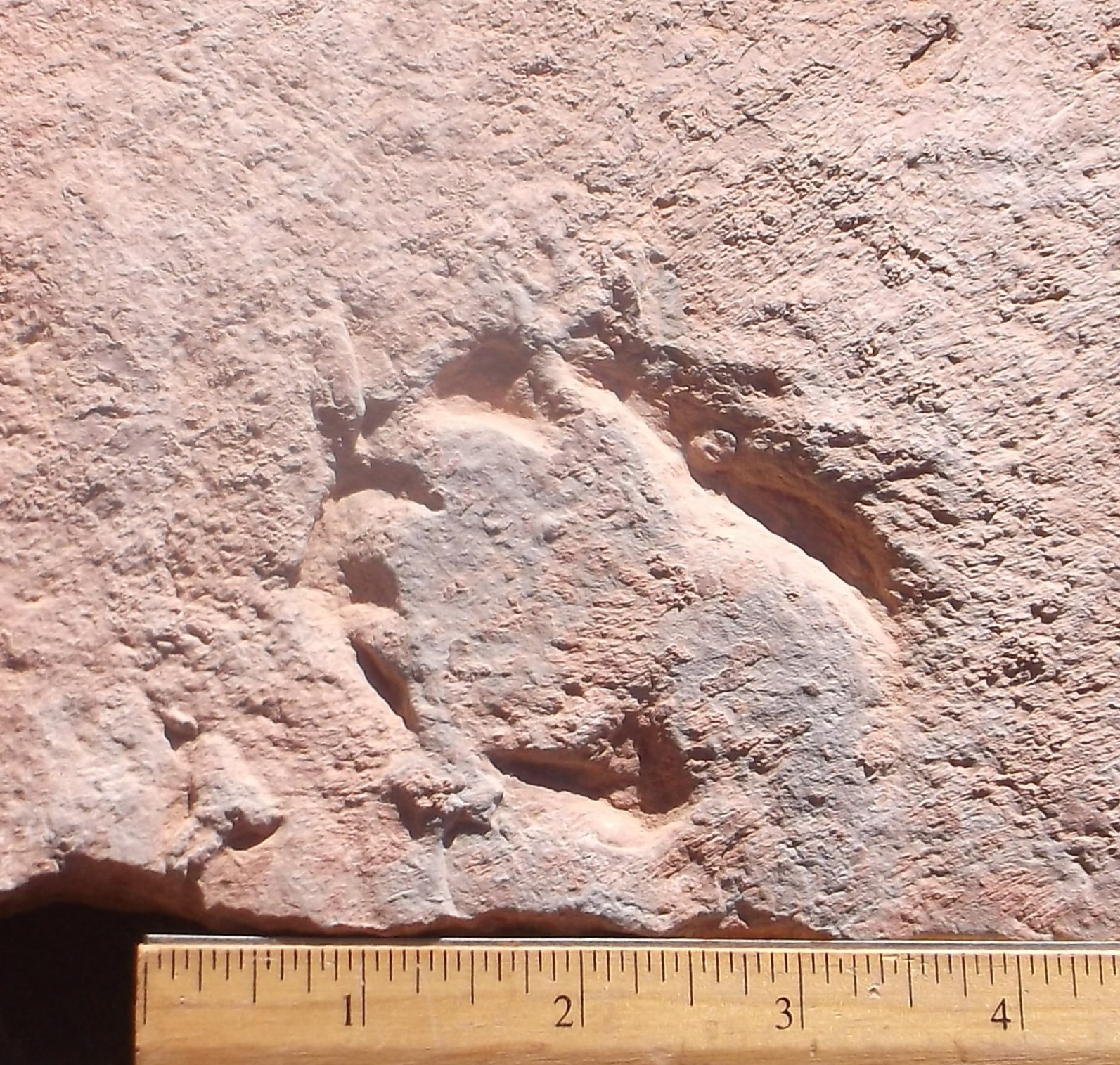 dimetrodon footprints