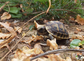 Tortuga mora (Cabo Cope)