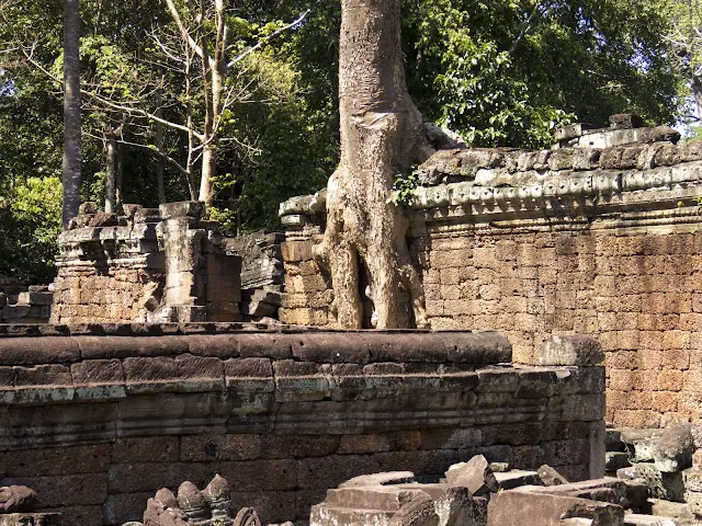 Tree growing from Preah Khan temple in Cambodia