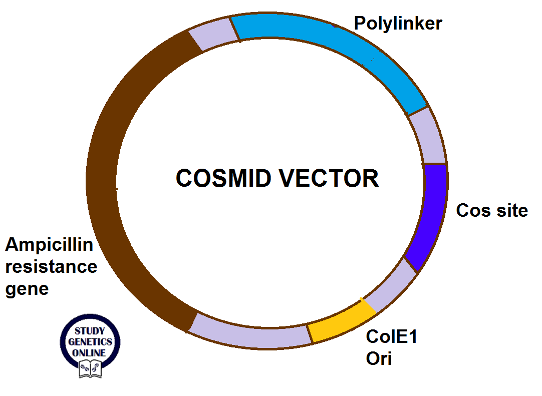 Cos одежда. бренд cos платье. Cos lookbook cover. Cos одежда интернет магазин. женская одежда бренда cos.