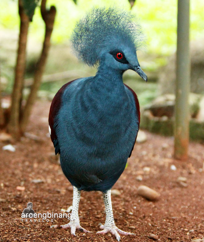 taman burung tmii jakarta