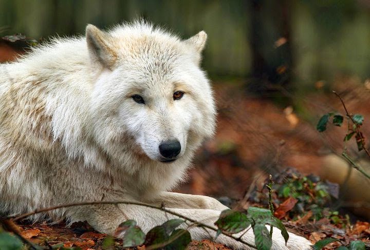 White Wolf : Rewilding Our Hearts: 11 quotes that will awaken the wild ...