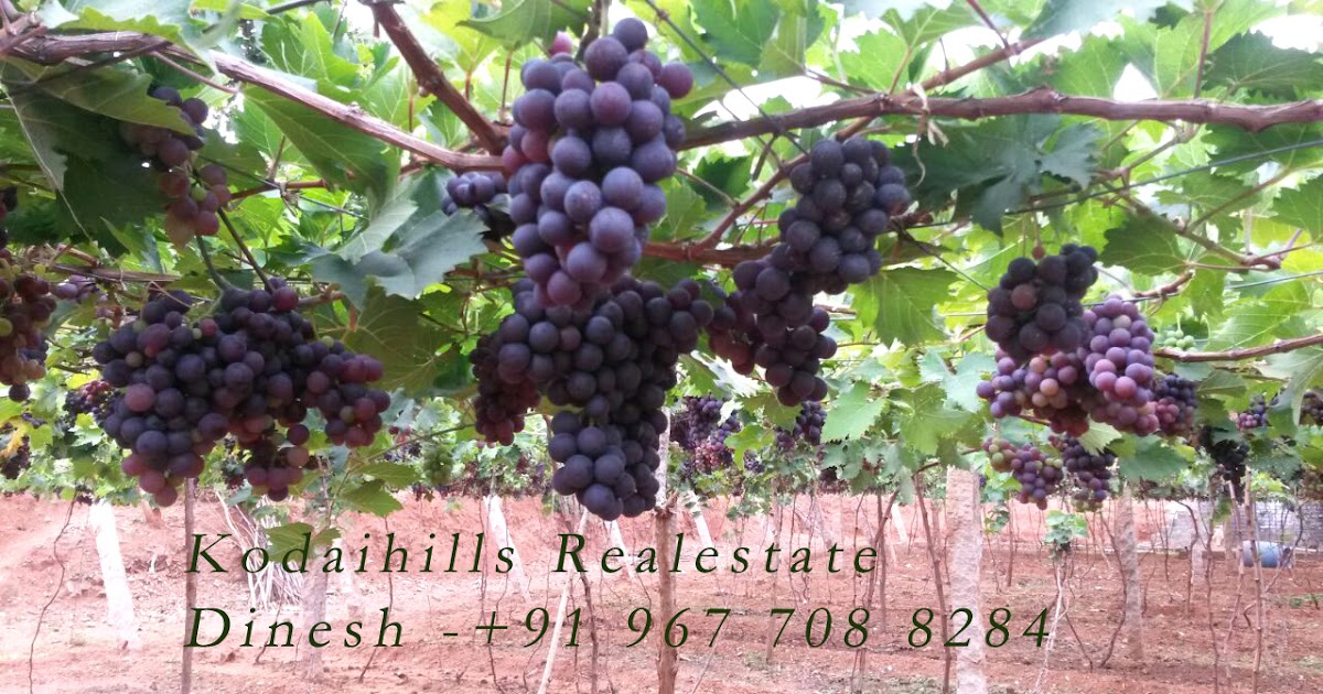 Kodaihills Realestate. Farms house land for sale in near vadipatti