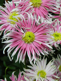 Purple and white single mums at the Allan Gardens Conservatory 2015 Chrysanthemum Show by garden muses-not another Toronto gardening blog