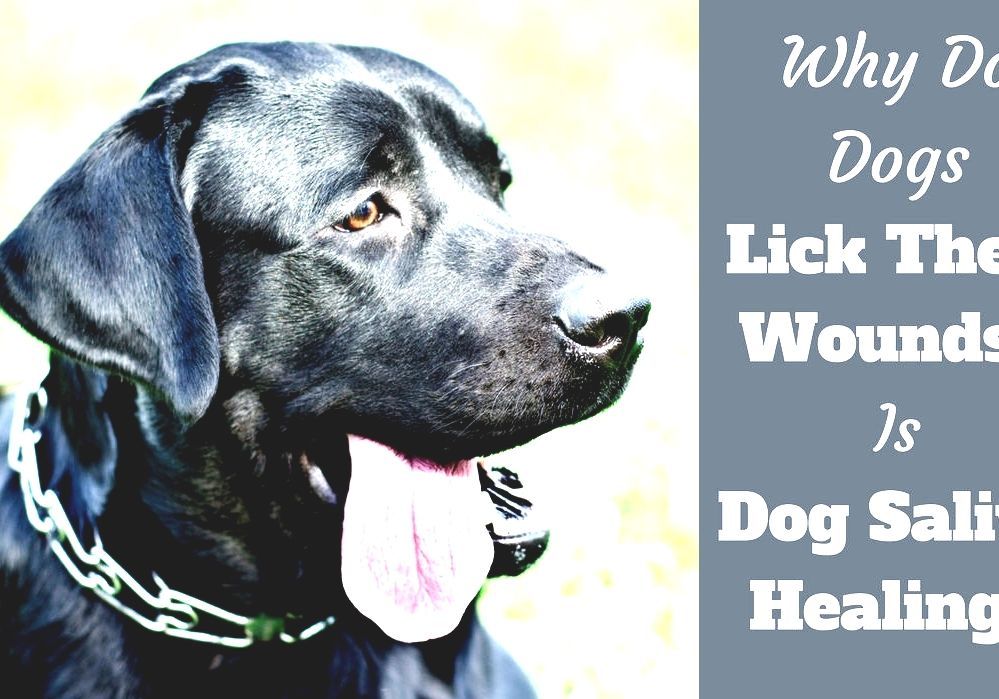 Wound Licking Dog Saliva Vs Human Saliva
