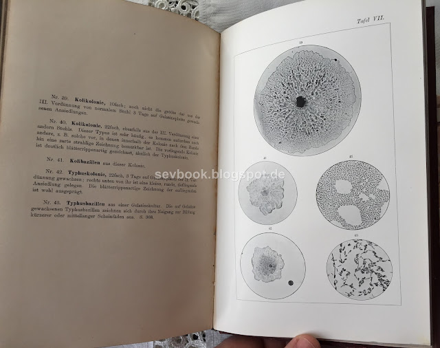 Lehrbuch der Bakteriologie, Diagnostik und Immunitätslehre Ludwig Heim