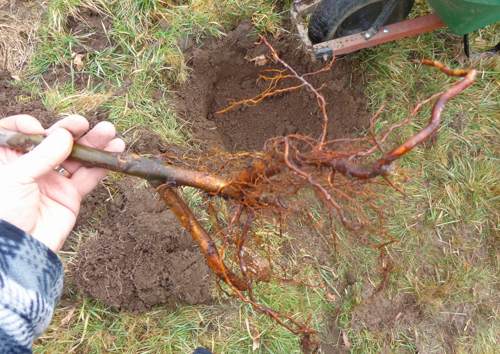 Growing Greener In The Pacific Northwest Fruit Tree Shipment Le Roots