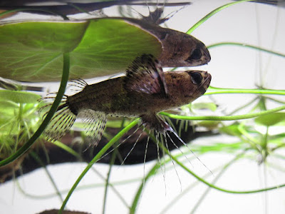 butterfly fish ikan hias air tawar butterfly fish ikan hias air tawar