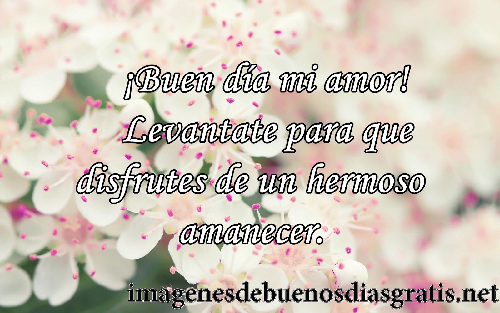 Frases de Buenos Dias para dedicatorias Imagenes de Buenos dias con frases para Whatsapp