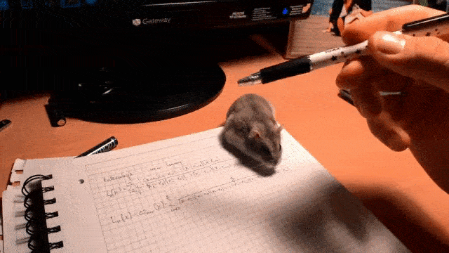 Funny animal gifs - part 239, best animal gif, best funny gif