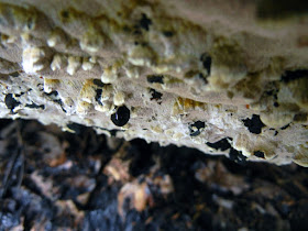 tar-like black drops Inonotus glomeratus