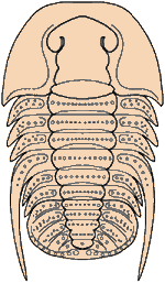 cambrian trilobites