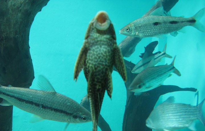 como escolher peixes para um aquario 3