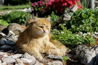 ginger cat sitting on path in green garden in summer 