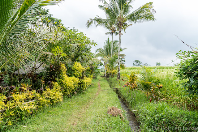 Rizières de Jatiluwih - Bali