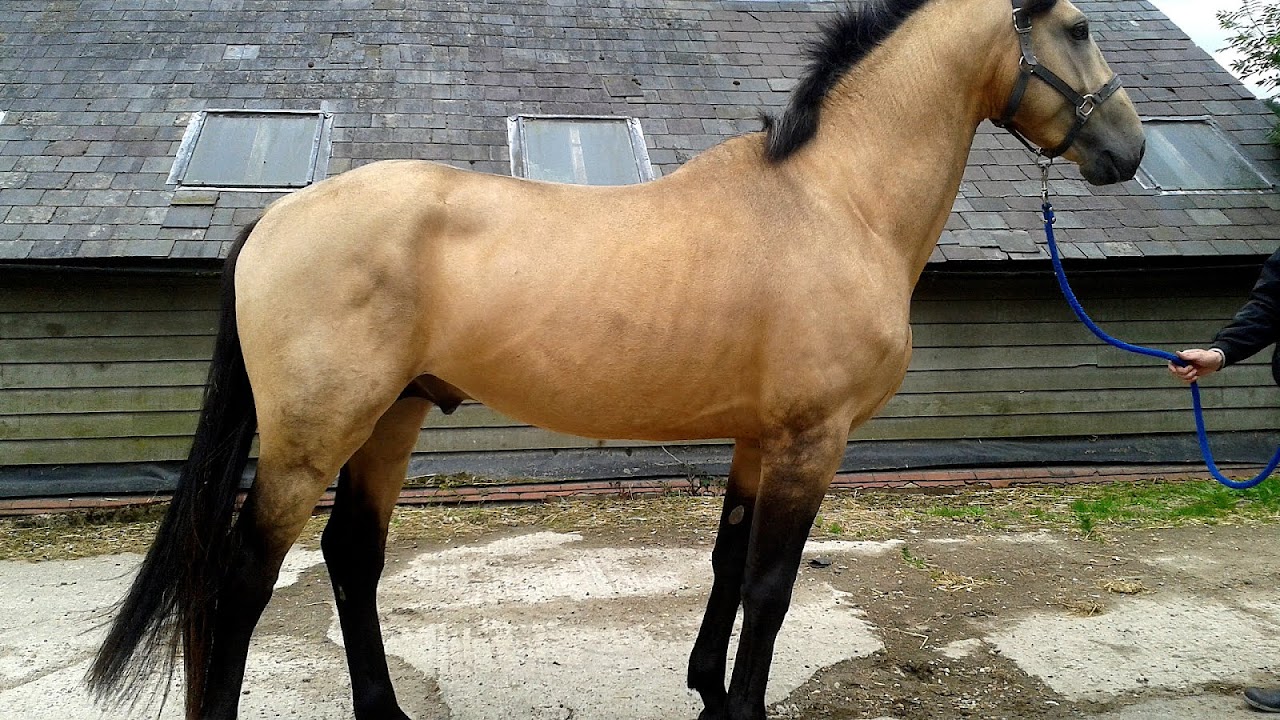 Breeding Stud Horses Horse Choices