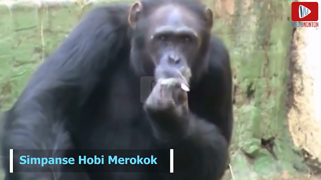 Kamu Perokok? Kenalkan Dalle, Simpanse Primadona yang Candu Banget Sama Rokok!