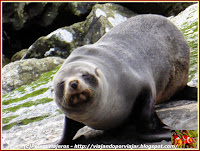 Foca en Mildford Foca en Mildford