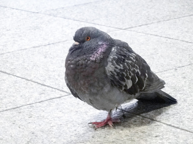 ハト,鳩,鳥,東京駅〈著作権フリー無料画像〉Free Stock Photos 