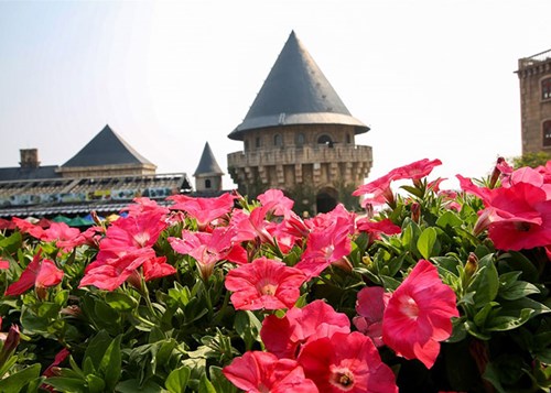 [Image: Du-ngoan-thien-duong-hoa-Ba-Na-Hills-4.jpg]