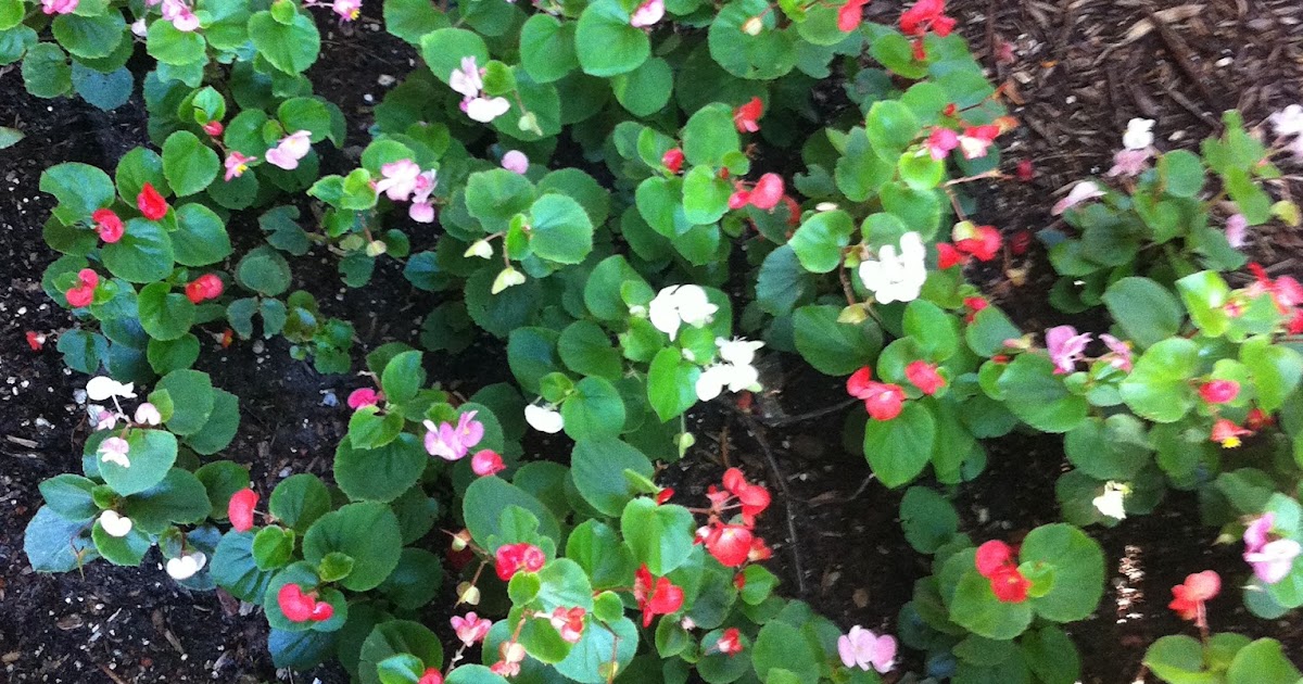 Zone Five and a Half Begonias Are The New Impatiens