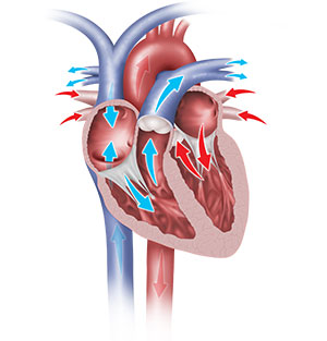 el corazon COMO FUNCIONA EL CORAZON