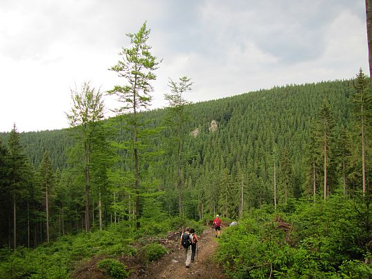 Przed nami dolina Białej Lądeckiej, a za nią Góra Pasieczna (927 m n.p.m.). Przed nami dolina Białej Lądeckiej, a za nią Góra Pasieczna (927 m n.p.m.).