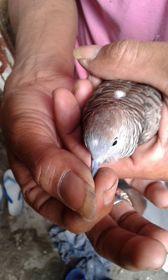 Arti Katuranggan Berdasarkan Bentuk Fisik Burung Perkutut Perkutut Nusantara Inilah bentuk sarang burung perkutut yang perlu kamu tahu. arti katuranggan berdasarkan bentuk