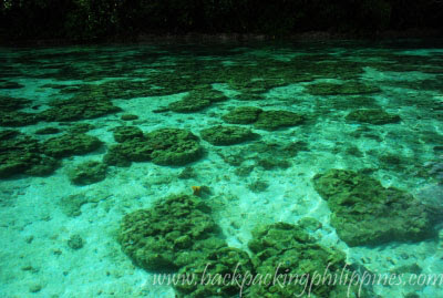 dead corals bealching