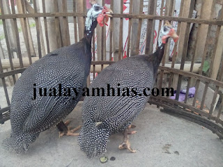 Galeri Foto Ayam Mutiara Terbaru 6 Galeri Foto Ayam Mutiara Terbaru Jual Ayam Hias Ayam Mutiara Usia 5 Bulan