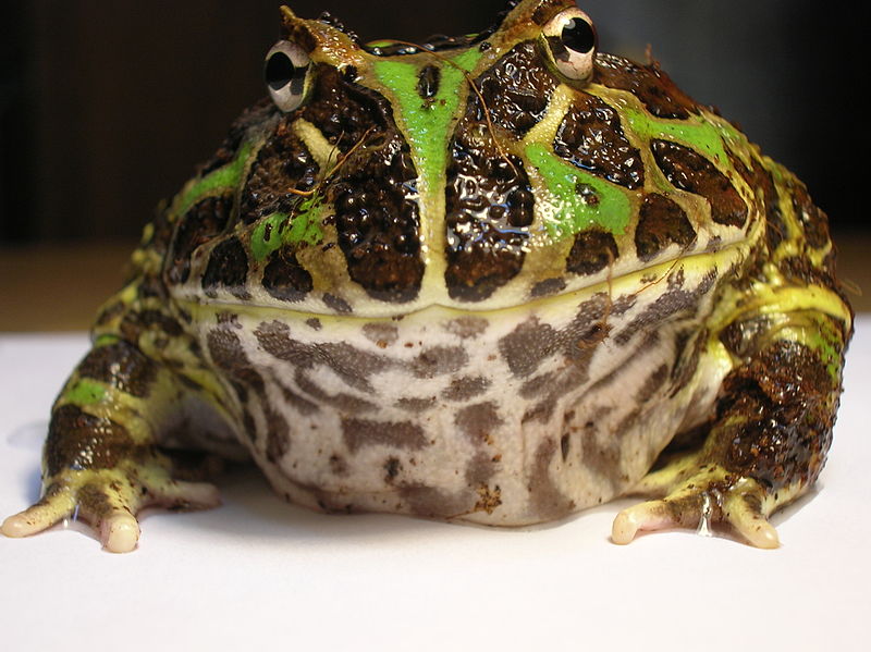 800px-Argentine_Horned_Frog_%2528Ceratophrys_ornata%25291%5B1%5D