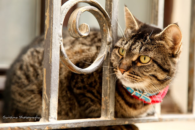 Cat Venice