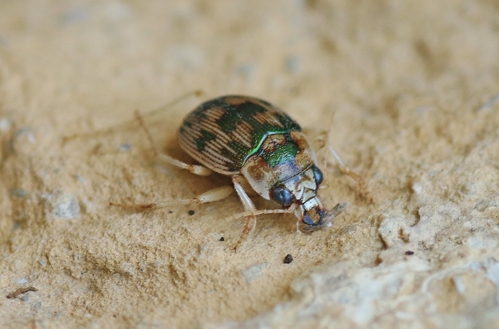MObugs Mosaic Round Sand Beetle