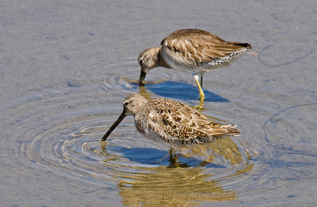 Fieldcraft: How to choose the birding field guide that is best for you
