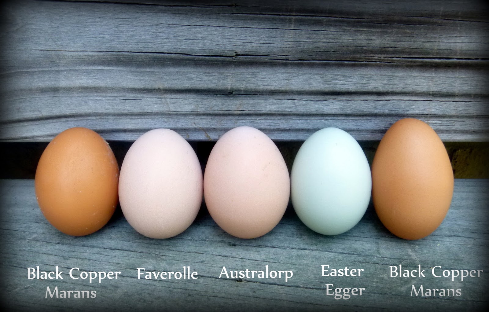 Chicken Egg Shell Color Chart