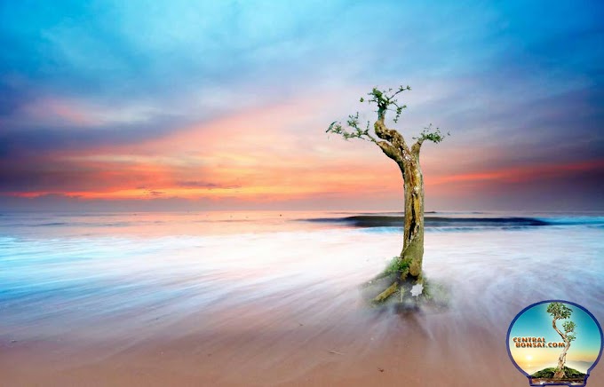 PROSES CEPAT BUAT BONSAI 