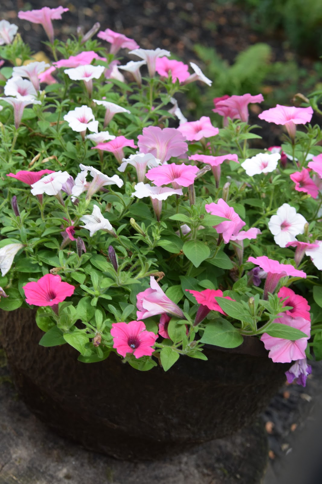 Proven Winners DIY Hanging Basket Giveaway through August 1 Suburbia Mom