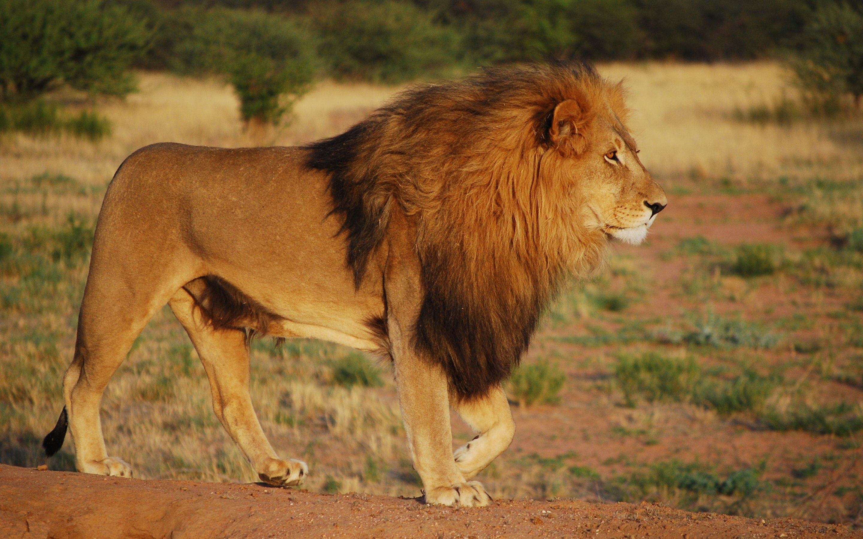 Animals African lion Lion Animals African lion Lion