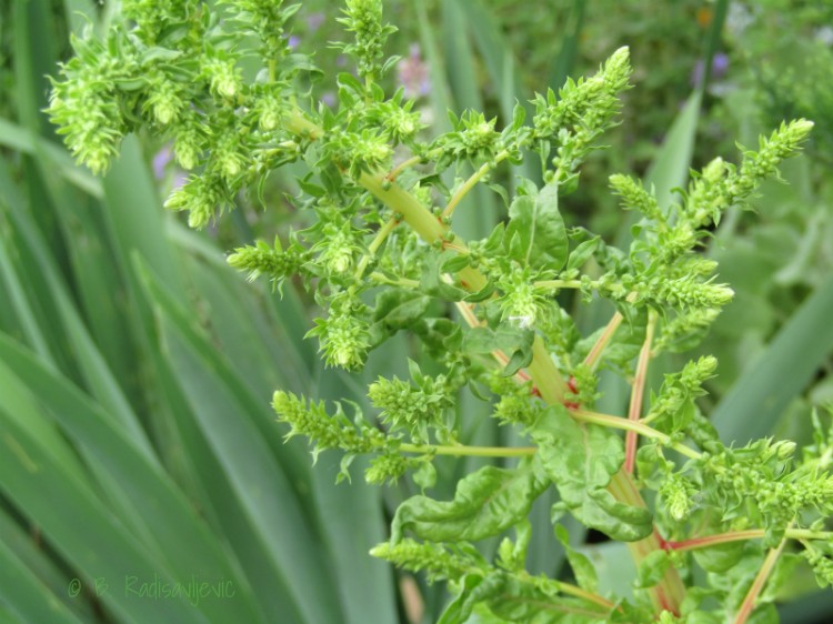 Budding Chard, May 10, 2017, © B. Radisavljevic Irises Fading, Lamb's Ears Blooming, Chard and Kale Bolting