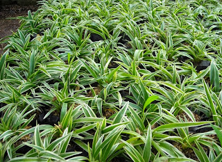 http://tukangtamankaryaalam.blogspot.com/2016/04/jenis-jenis-tanaman-hias-daun.html <img scr='nama_file_gambar.jpg' alt='tanaman hias daun plant spider' />
